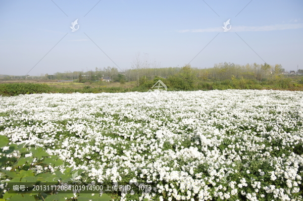 滁菊種植