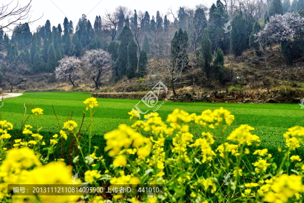 又是一年杏花開
