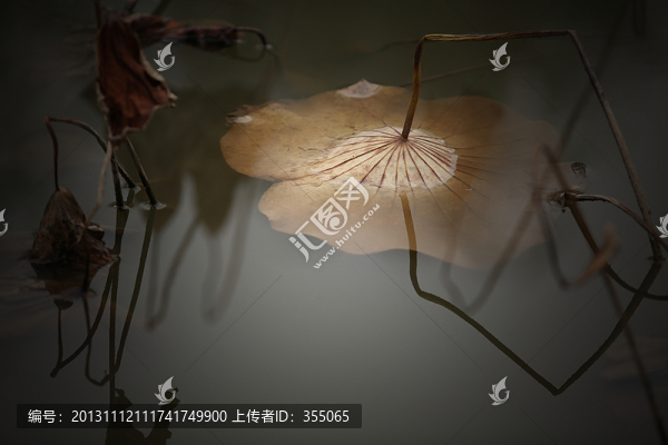 殘荷