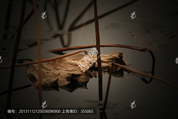 殘荷