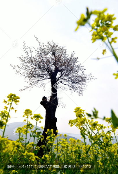 油菜花開(kāi)