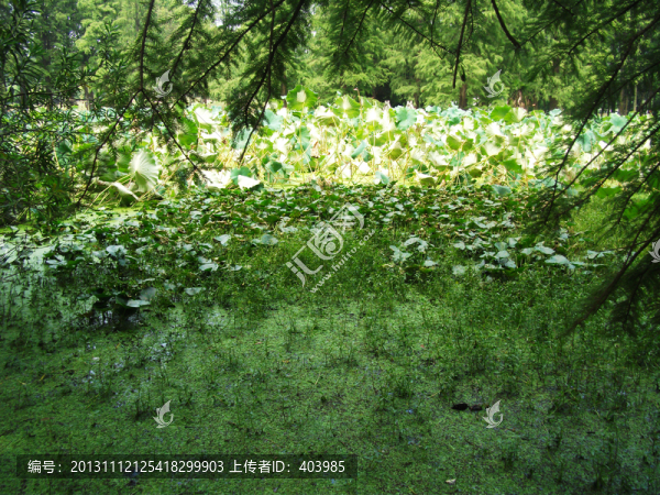 荷葉池塘