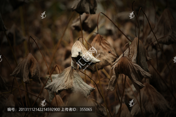 殘荷