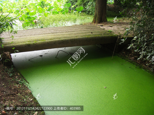 池塘浮萍