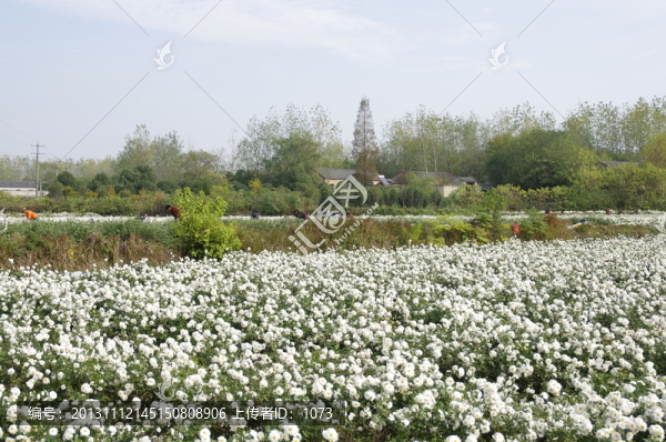 藍天白云滁州貢菊園
