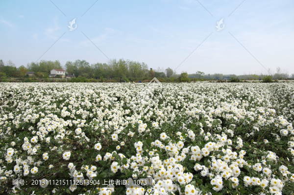 藍(lán)天下的滁菊種植園