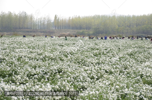 滁州貢菊園