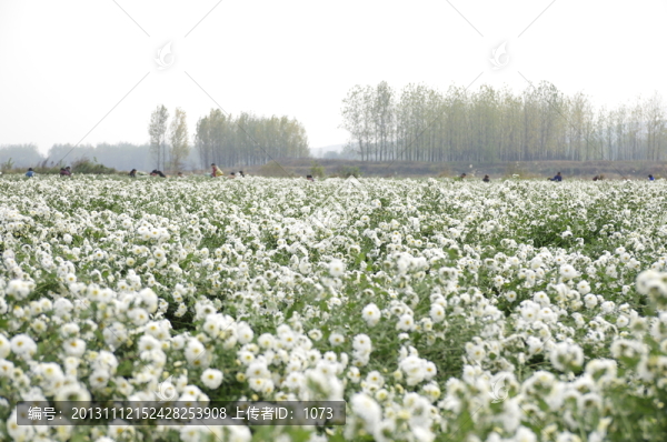 滁菊種植