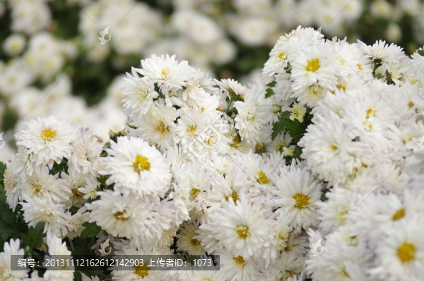 盛開的滁州貢菊