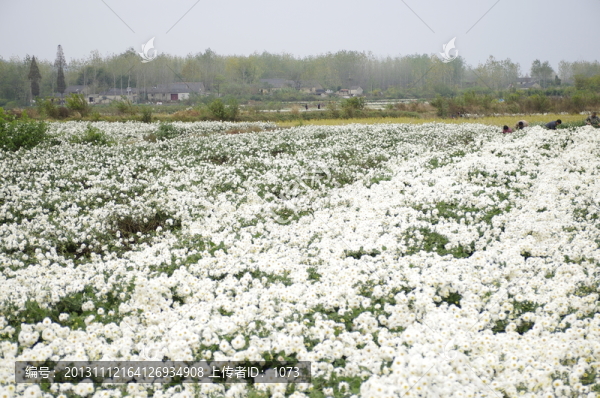 采收滁州貢菊,田間勞動生產(chǎn)