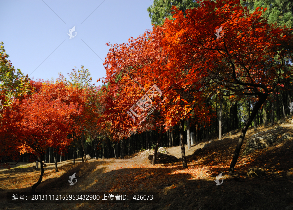 紅樹林