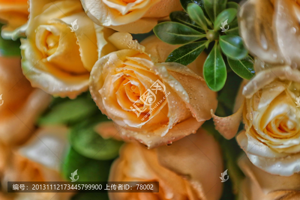 玫瑰花