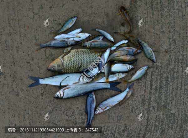 一堆溪魚