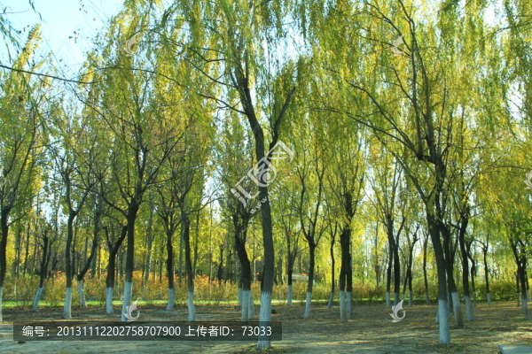 秋景,,樹(shù)