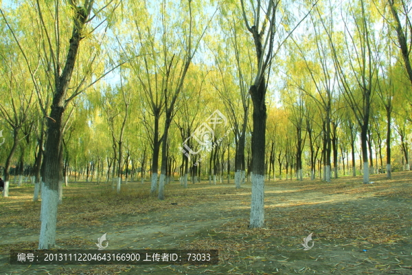 樹(shù)干,樹(shù)葉,樹(shù)木,樹(shù)林,樹(shù)枝