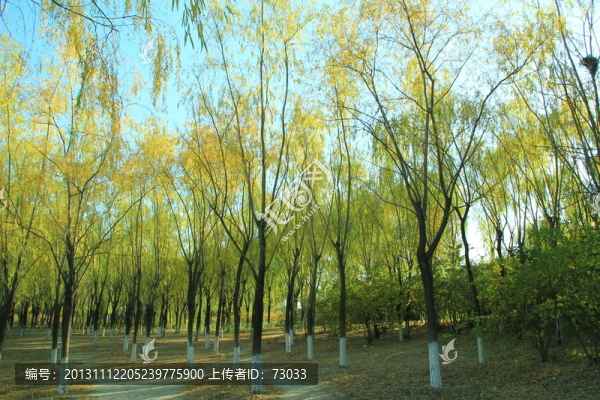 樹干,樹葉秋天