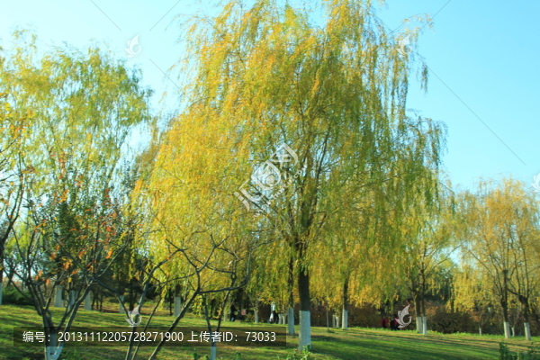 樹干,樹葉,秋景