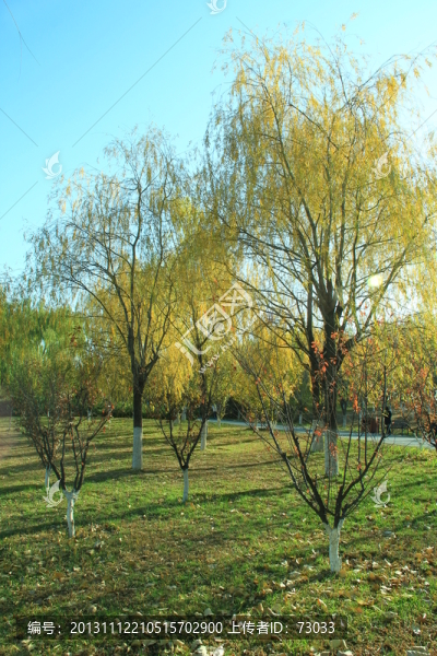 樹(shù)干,樹(shù)葉秋天-匯圖網(wǎng) www.fosd68.com 樹(shù)干,樹(shù)葉秋天