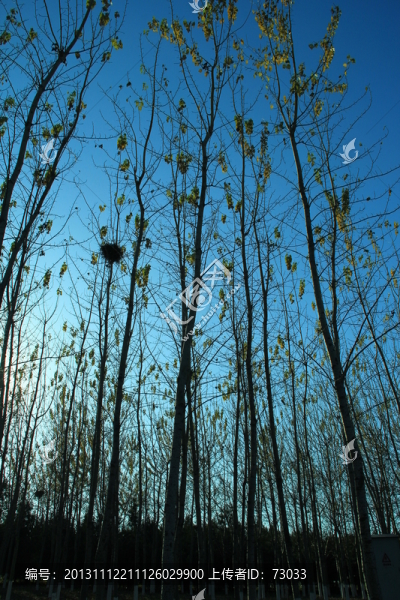 樹干,樹葉,樹木,樹林,樹枝