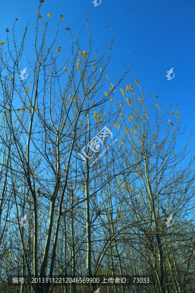 秋景,樹木,樹林,樹枝