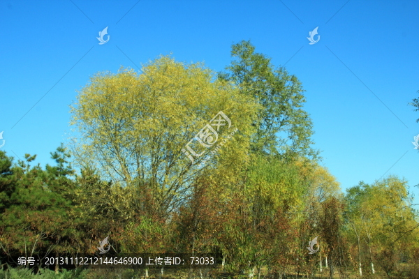 秋天,樹(shù)木,樹(shù)林,樹(shù)枝