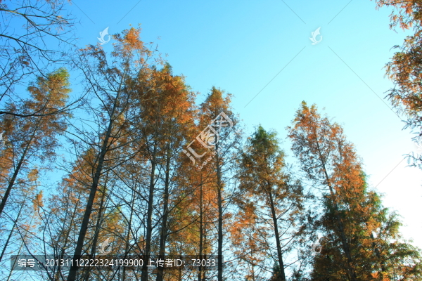 紅杉樹(shù),,杉樹(shù),,紅杉樹(shù)林
