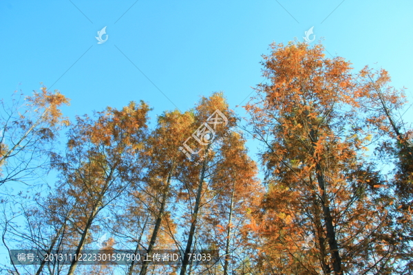 紅杉樹,,杉樹,,紅杉樹林