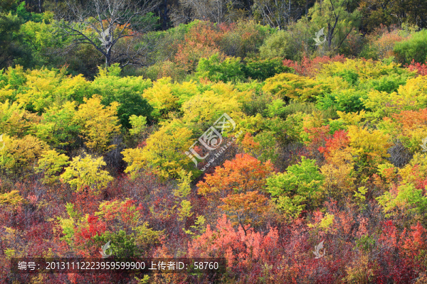 秋林紅葉