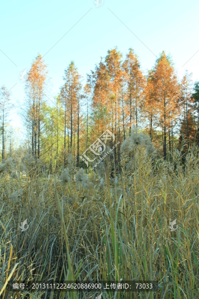 紅杉樹,,杉樹,,紅杉樹林