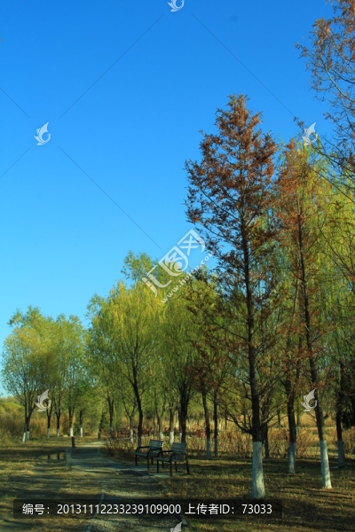 秋天,樹林,樹枝