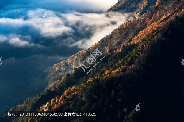云,山,森林