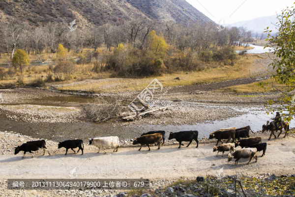 牧馬轉(zhuǎn)場,,,秋韻