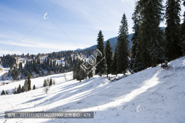 原始森林,,雪景