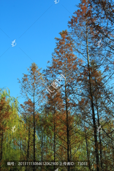 紅杉樹,,杉樹,,紅杉樹林