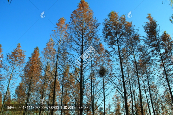 紅杉樹,,杉樹,,紅杉樹林