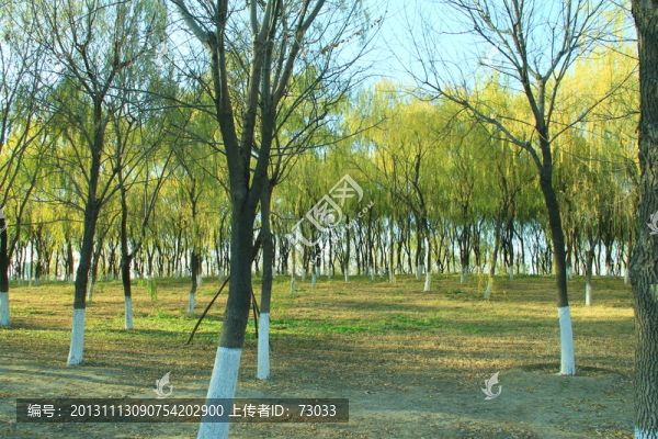 樹(shù)干,樹(shù)葉,樹(shù)木,樹(shù)林,樹(shù)枝