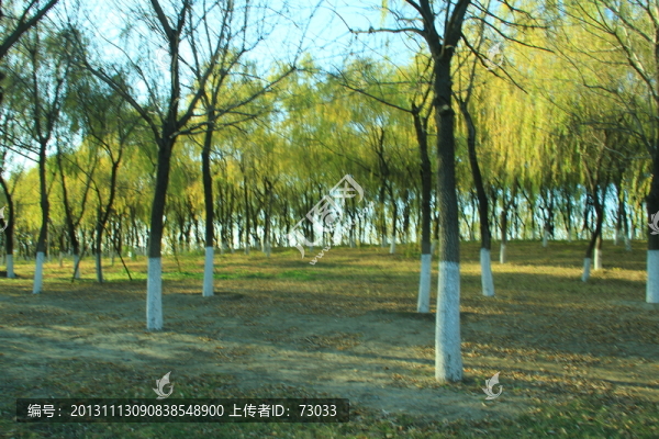 樹干,樹葉,樹木,樹林,樹枝