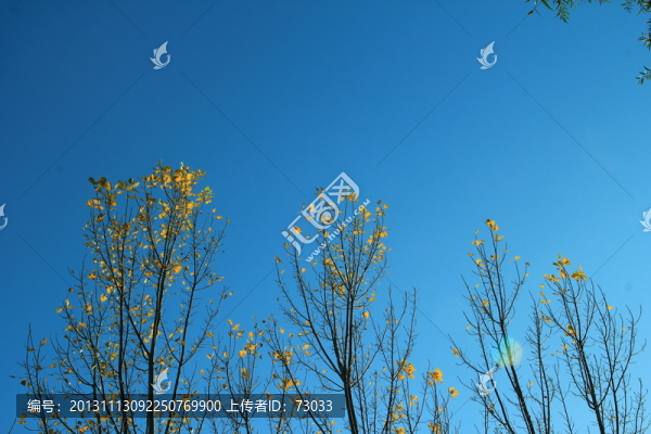 樹干,樹葉,樹木,樹林,樹枝