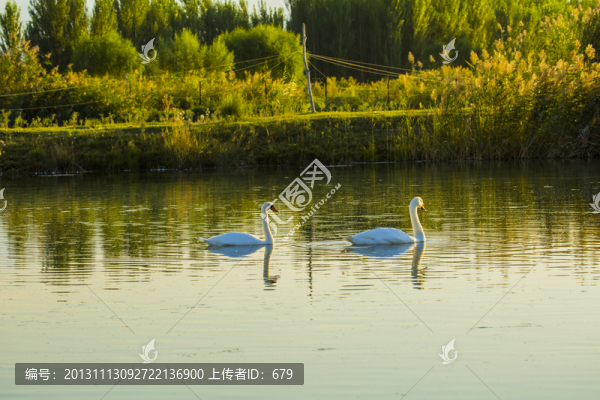 一對天鵝