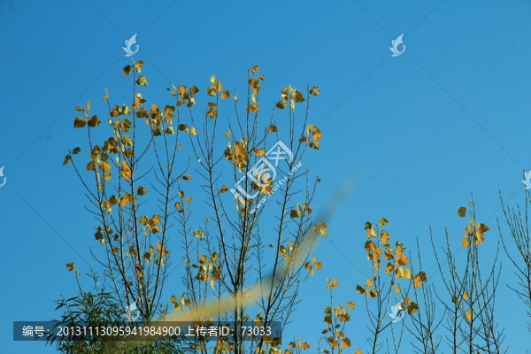 秋天,樹木,樹林,樹枝