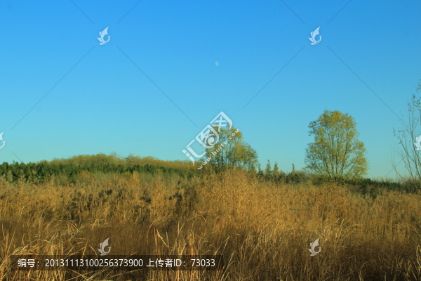 秋天樹林,樹林,蘆葦