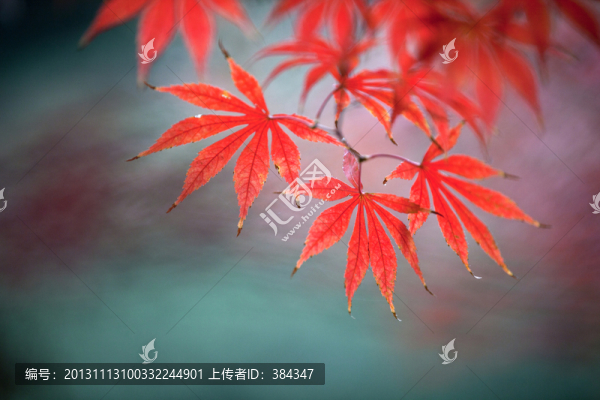 楓葉紅了