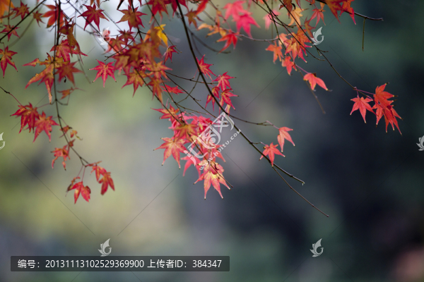 楓葉紅了