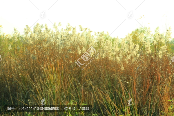 蘆葦,,,,蘆葦塘,,濕地蘆葦