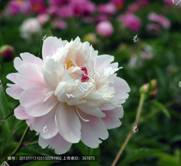 芍藥花