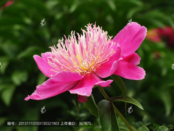 芍藥花