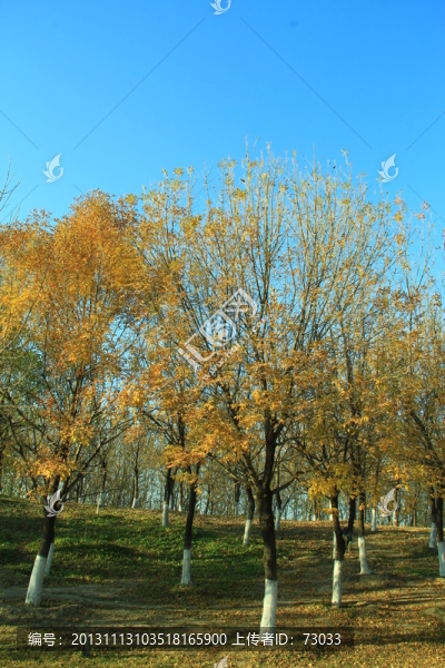 秋季樹(shù)林,樹(shù)枝
