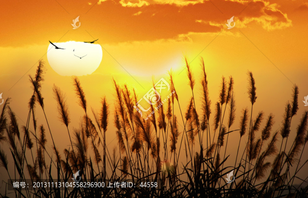日落,蘆葦