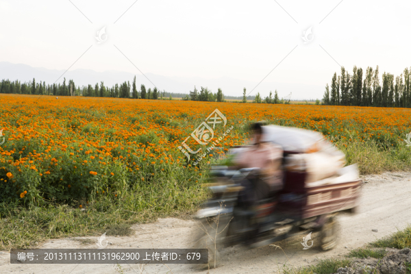 花園,,速度