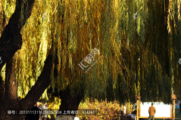 枯黃的柳樹葉